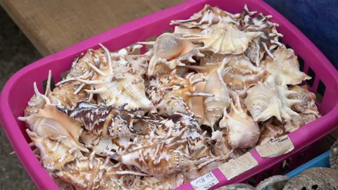 Close-up on beautiful, different-shaped and colorful seashells from the ocean. Stock Footage 106581474