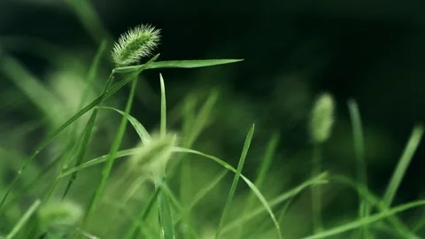Close-up of beautiful dog tail grass grass in the wind Vídeo Stock 259118960