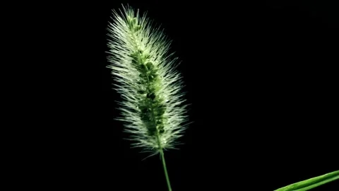 Close-up of beautiful dog tail grass 動画素材 259119009