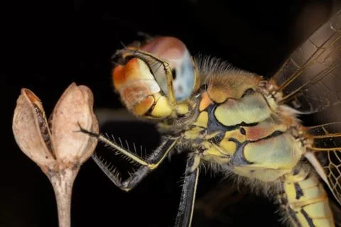 A close-up of a beautiful dragonfly Stock Photos