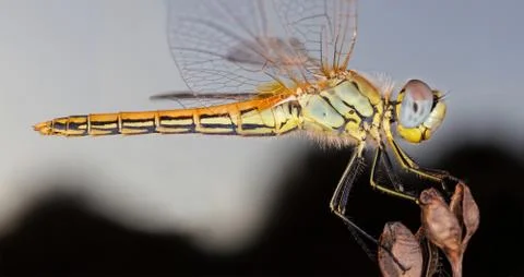 A close-up of a beautiful dragonfly 写真素材