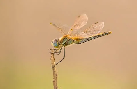 A close-up of a beautiful dragonfly Stock Photos