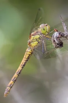 A close-up of a beautiful dragonfly Stock Photos
