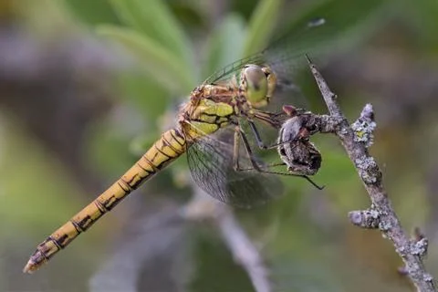 A close-up of a beautiful dragonfly Stock Photos