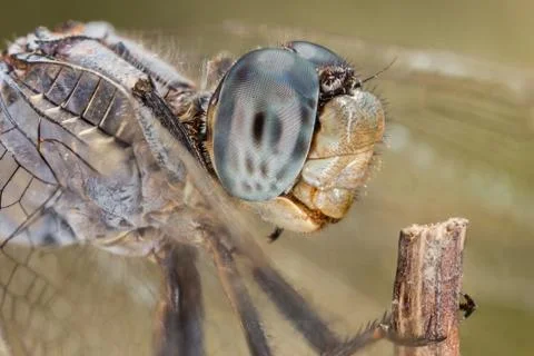 A close-up of a beautiful dragonfly Stock Photos
