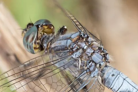 A close-up of a beautiful dragonfly Stock Photos