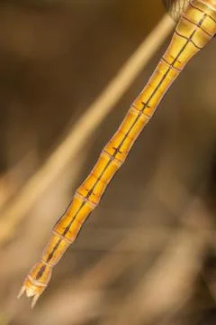A close-up of a beautiful dragonfly Stock Photos