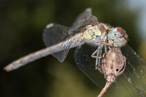 A close-up of a beautiful dragonfly Stock Photos