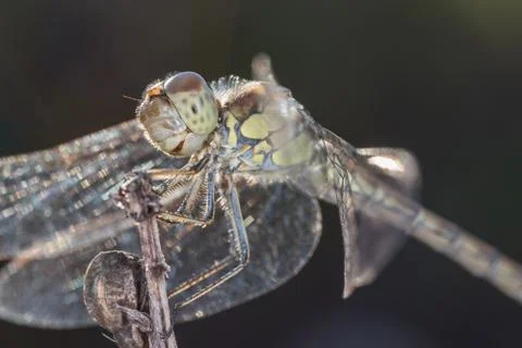 A close-up of a beautiful dragonfly Stock Photos