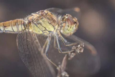 A close-up of a beautiful dragonfly Stock-Fotos
