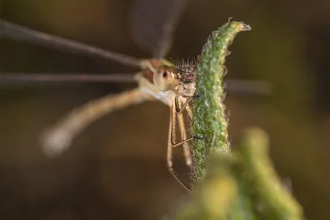 A close-up of a beautiful dragonfly Stock Photos