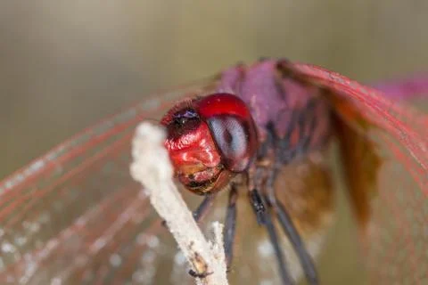 A close-up of a beautiful dragonfly Stock Photos