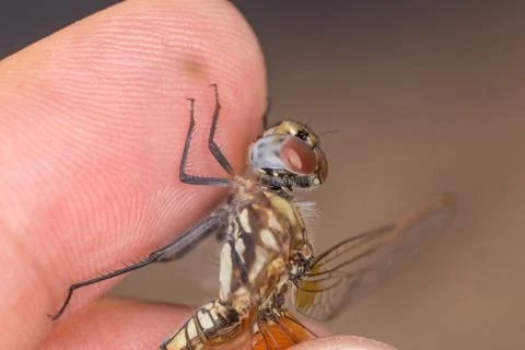 A close-up of a beautiful dragonfly Stock Photos
