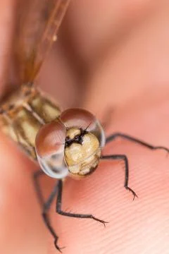 A close-up of a beautiful dragonfly 写真素材