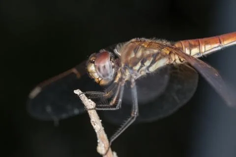 A close-up of a beautiful dragonfly Foto stock