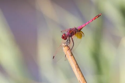 A close-up of a beautiful dragonfly Stock Photos