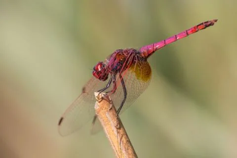 A close-up of a beautiful dragonfly Stock Photos