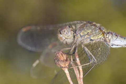 A close-up of a beautiful dragonfly Stock Photos