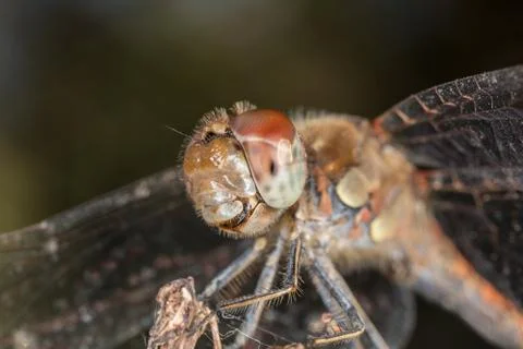 A close-up of a beautiful dragonfly 写真素材