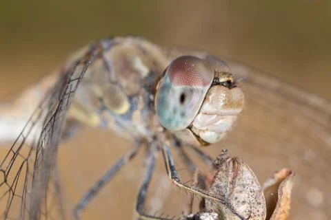 A close-up of a beautiful dragonfly Stock Photos