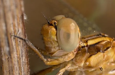A close-up of a beautiful dragonfly Stock-Fotos