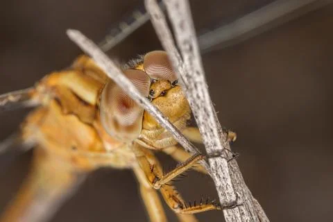 A close-up of a beautiful dragonfly Stock-Fotos