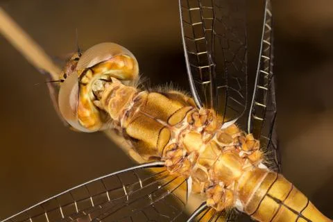 A close-up of a beautiful dragonfly Stock Photos