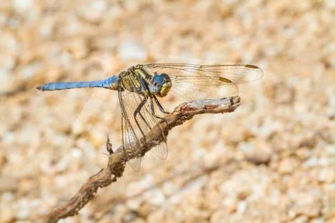 A close-up of a beautiful dragonfly Stock Photos