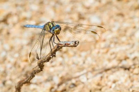 A close-up of a beautiful dragonfly Stock Photos