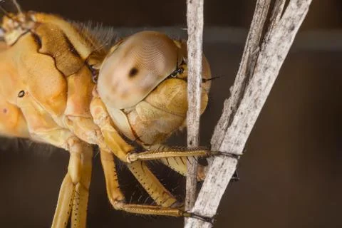 A close-up of a beautiful dragonfly Stock Photos