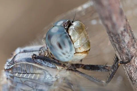 A close-up of a beautiful dragonfly Stock Photos