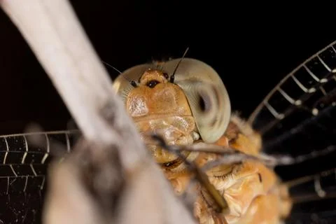 A close-up of a beautiful dragonfly Stock Photos