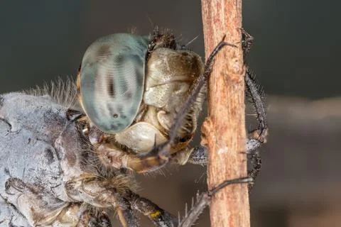 A close-up of a beautiful dragonfly Stock Photos