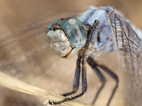 A close-up of a beautiful dragonfly Stock Photos