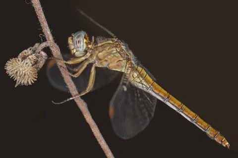 A close-up of a beautiful dragonfly Stock Photos