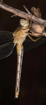 A close-up of a beautiful dragonfly Stock Photos