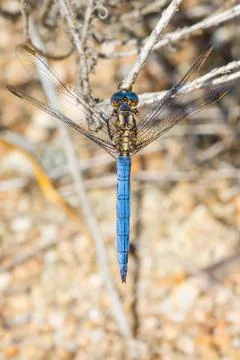 A close-up of a beautiful dragonfly Stock Photos
