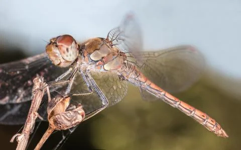 A close-up of a beautiful dragonfly Stock Photos