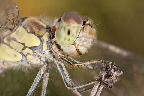 A close-up of a beautiful dragonfly 写真素材