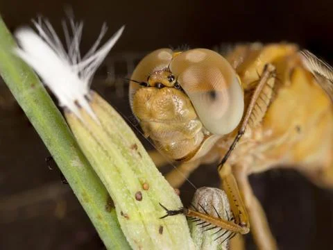 A close-up of a beautiful dragonfly Stock Photos