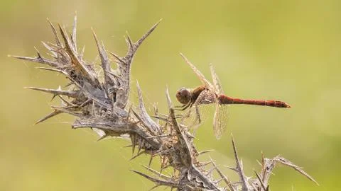 A close-up of a beautiful dragonfly Stock Photos