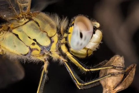 A close-up of a beautiful dragonfly Stock Photos