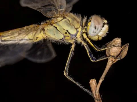A close-up of a beautiful dragonfly Foto stock