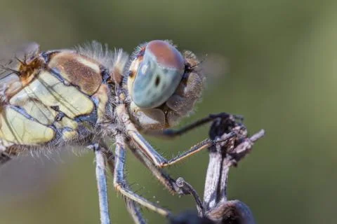 A close-up of a beautiful dragonfly Stock Photos