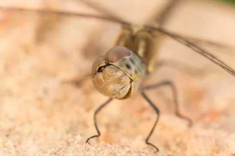 A close-up of a beautiful dragonfly Stock Photos