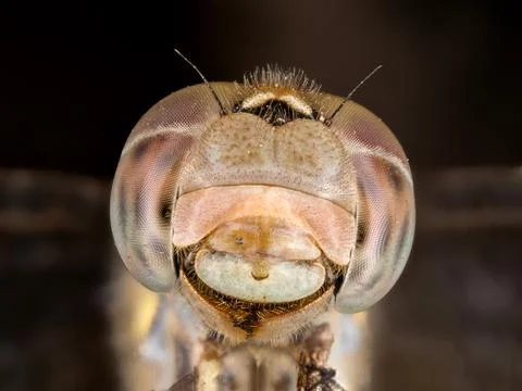 A close-up of a beautiful dragonfly Stock Photos