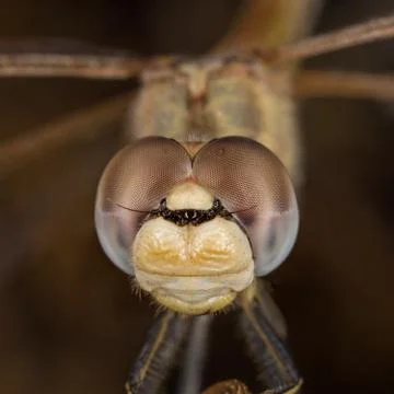 A close-up of a beautiful dragonfly Stock Photos