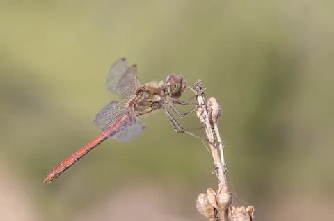 A close-up of a beautiful dragonfly Stock Photos