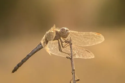A close-up of a beautiful dragonfly Stock Photos