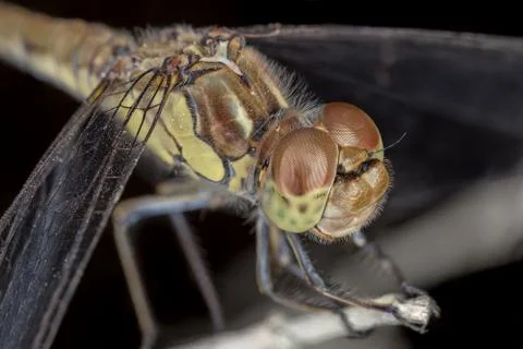 A close-up of a beautiful dragonfly Stock Photos